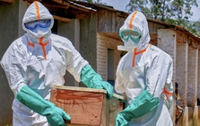 Nguy cơ tái diễn thảm kịch Ebola 2014: WHO cảnh báo số ca mắc tăng vọt