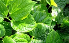 Công dụng của cây lá lốt