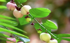Công dụng của rau ngót