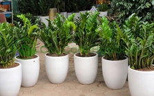 Công dụng của cây kim tiền