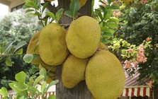 Đi chợ mua mít: Nhớ kỹ 6 mẹo để chọn được quả chín cây, nhiều múi, thơm ngọt tự nhiên