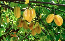 Vì sao người xưa thường trồng cây khế trong sân nhà?