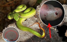 Không phải rắn hổ mang, đây mới là loài rắn khiến nhiều người Việt Nam nhập viện nhất