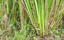 Loài cỏ được ví là "cỏ thần" chống sạt lở, còn có khả năng giảm ô nhiễm dioxin