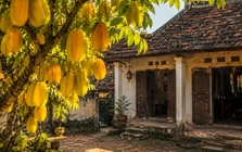 Người xưa dặn đừng chặt 3 cây quý trong sân vườn, kẻo đánh mất lộc lành của gia đình