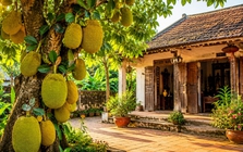 Vì sao nhà xưa thường trồng cây mít trong sân nhà?