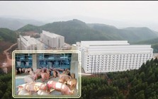 Hà Nội phản hồi đề xuất xây “chung cư” để nuôi lợn