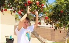 Nam ca sĩ đình đám một thời U60 đi bán cà phê ở TP.HCM khoe biệt thự tại Mỹ, vườn cây xanh trĩu quả