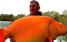 Cần thủ câu được con cá vàng "khổng lồ" 31kg