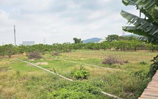 Quảng Ninh: 317 hồ sơ chuyển từ đất nông nghiệp sang đất ở, phường giải trình thế nào?