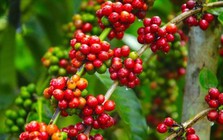 Giá cà phê tiếp tục tăng