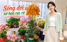 Chỉ mất 1 năm, người phụ nữ trồng cây sống đời thành "cây cổ thụ" cao gần 1 mét, nở hoa kín tán: Bí quyết hóa ra lại rất đơn giản