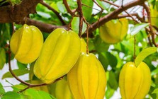 Trồng cây khế ở vị trí này, 'hút' vượng khí, 'rước' quý nhân tới nhà