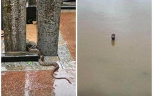 Vụ 900 con rắn sổng chuồng trong lũ ở Trung Quốc: Chủ trang trại lên tiếng về góc khuất mọi người không biết