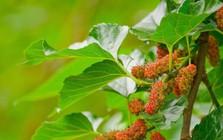 3 loại cây ăn quả chớ nên trồng trước nhà kẻo "hao tài, tán lộc"