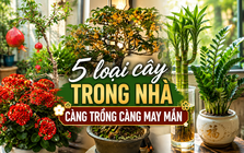 Vì sao người xưa luôn khuyên trồng 5 loại cây này trong nhà? Câu trả lời không chỉ nằm ở phong thủy