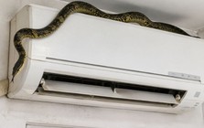 Mùa hè, mưa nhiều, rắn hoạt động cực mạnh: Không may bị rắn cắn, tuyệt đối không làm điều này