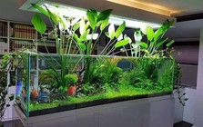 Lời khuyên cho những người thích trồng cây thủy sinh trong nhà