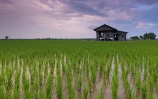 Startup agritech Rize huy động 31 triệu USD, mở rộng canh tác lúa bền vững Đông Nam Á