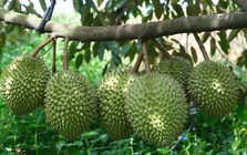 Vì sao cùng một loại nông sản nhưng giá bán chênh nhau cả chục lần?