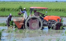 Lúa cao gần 1,8m: Việt Nam đã biến tuyệt vọng đến cảnh tượng hồi sinh chưa từng thấy ở Cuba