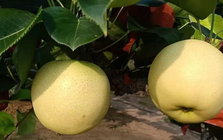Không phải sầu riêng hay vải, Trung Quốc lo gặp khó với loại trái cây quen thuộc của người Việt, giá giảm mạnh 40%