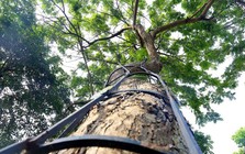 3 loại cây trồng trong vườn được ví như "báu vật", càng để lâu càng giá trị