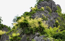 Ngắm vách đá triệu năm của vịnh Hạ Long 'nở hoa' tuyệt đẹp