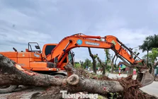 Di dời hàng xà cừ cổ thụ phục vụ dự án đường 70 hơn 3.370 tỷ đồng