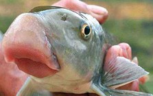 Loại cá ngoại hình xấu xí nhưng có tên rất đẹp, giá lên tới cả triệu đồng/kg