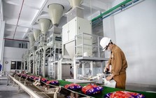 Hóa chất Đức Giang (DGC) muốn chia cổ tức bằng tiền mặt tỷ lệ 80%, lợi nhuận sau thuế quý 2/2026 giảm 50%