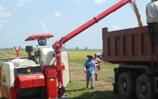 Giống lúa Việt Nam 'gây sốt' ở Cuba: Năng suất đạt 7 tấn/ha, cao gấp hơn 3 lần mức trung bình cả nước