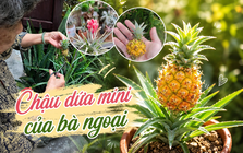 Chậu dứa mini của bà ngoại bất ngờ gây sốt mạng xã hội: Hơn 100.000 người cùng "xin vía" vì quá dễ thương, ai ngắm cũng thấy lòng dịu lại