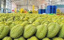 Giá một mặt hàng xuất khẩu chủ lực của Việt Nam lao dốc giữa lúc Trung Quốc tăng mua, điều gì xảy ra?