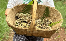 “Lộc trời” quý hiếm mọc trên núi cao, Trung Quốc bán 29 triệu đồng/kg, chậm 1 ngày giảm luôn giá trị