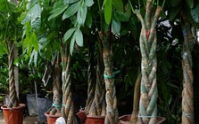 4 cây cảnh có dáng mọc ngược đời, cứ tưởng "lỗi tạo hóa": Có cây mọc rễ từ cành, cây lại ra quả giống hình bàn tay