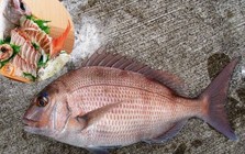 3 loại cá được ví như "siêu thực phẩm" cho não bộ: Ăn đều 2 bữa/tuần giúp tăng trí nhớ, nâng cao miễn dịch