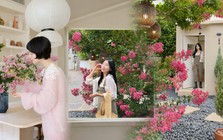 Mùa hoa tường vi lại về: Loài hoa "pháo hoa hồng giữa ban ngày" khiến chị em Hàn, Trung, Việt cùng mê