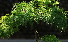 4 lý do vì sao nên trồng một cây đinh lăng ở cổng nhà