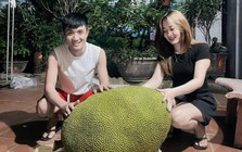 Xuất hiện quả mít 50kg ở Bắc Ninh, mỗi năm chỉ ra 1-2 quả, hương vị gây tò mò