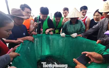 Đà Nẵng: Du khách kéo nhau 'đột nhập' chợ cá lúc rạng sáng