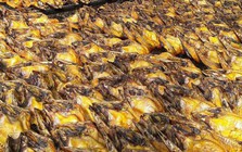 Một loại cá rẻ bèo bán đầy chợ Việt Nam, protein cao hơn cá hồi, được Nhật Bản tích cực nhập khẩu
