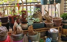 Vợ chê cây chồng trồng vừa trơ vừa xấu, dân mạng nhìn ảnh lại nói: Đây là người chơi cây có đẳng cấp