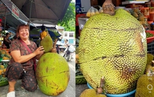 Quả mít khổng lồ nặng 53kg ở Lạng Sơn được bán với giá bất ngờ, ngỡ ngàng khi bổ ra