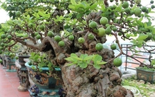 Có một loại cây được người xưa xem như "báu vật" của sân vườn, nhà nào cũng từng có