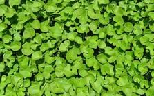 Ít ai ngờ loại rau mọc dại đầy Việt Nam lại là “thuốc” chống rụng tóc, kích thích mọc tóc con cực đỉnh