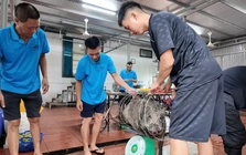 Chủ khách sạn ở Cô Tô mổ lợn rừng đãi gần 50 du khách mắc kẹt vì bão