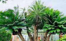 3 loại cây trồng trong nhà dễ gặp họa