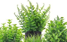 5 loại cây chớ nên đặt trong nhà