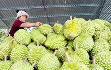 Doanh nghiệp xuất khẩu trái cây giảm áp lực về thời gian